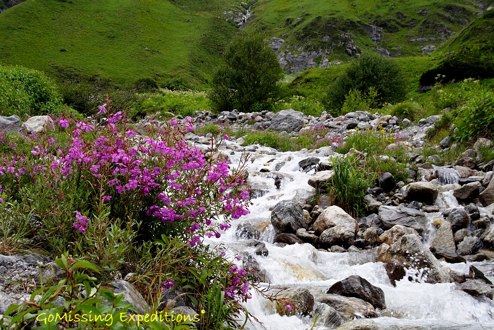 Glacial streams in the Valley of Flowers