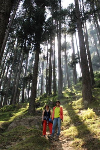 Dense forests around Manali
