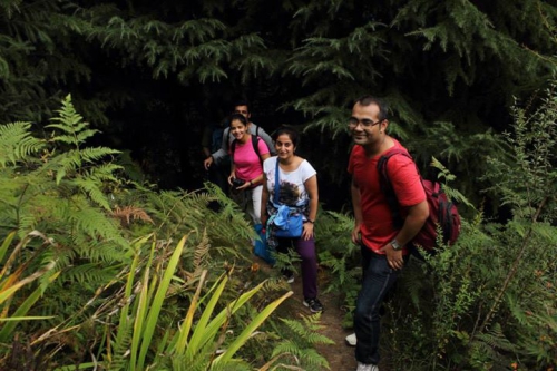 Forest trek near manali