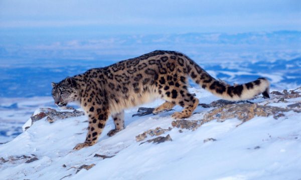 snow leopard spiti ladakh, in india